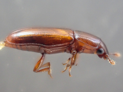 Rhizophagus grouvellei