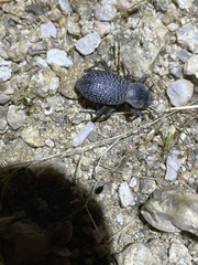 Cryptoglossa variolosa