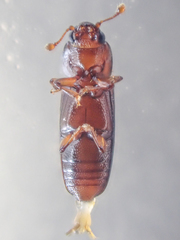 Rhizophagus grouvellei