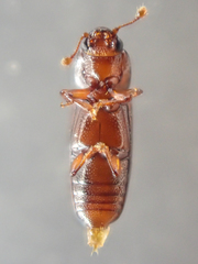Rhizophagus grouvellei