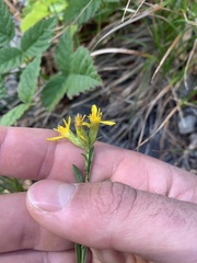 Columbiadoria hallii