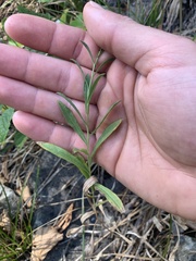 Columbiadoria hallii