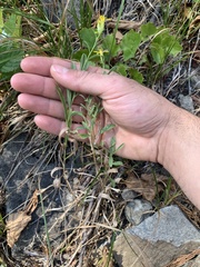 Columbiadoria hallii