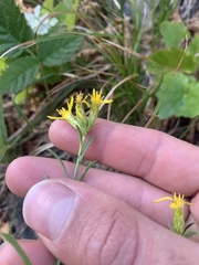 Columbiadoria hallii