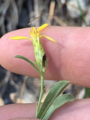 Columbiadoria hallii