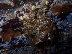 Phyllolithodes papillosus