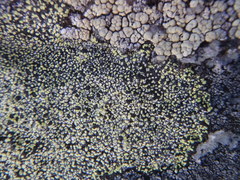 Rhizocarpon inarense