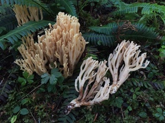 Ramaria acrisiccescens