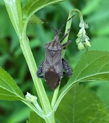 Piezogaster calcarator