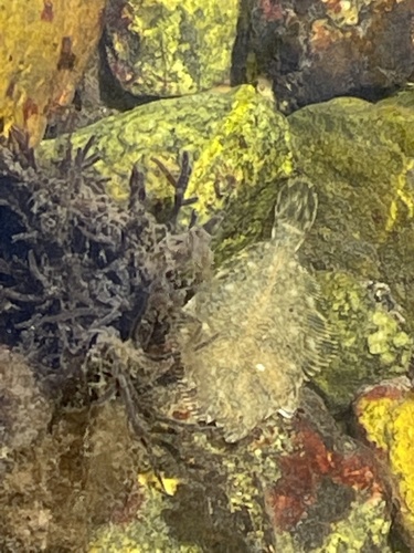 Juvenile righteye flounder camouflaged against the shallow estuary bottom near Glasgow Creek.