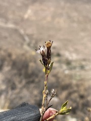 Lophopappus berberidifolius