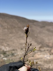 Lophopappus berberidifolius