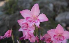 Gladiolus carmineus