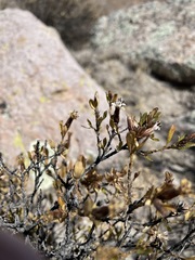 Lophopappus berberidifolius