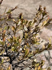 Lophopappus berberidifolius