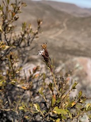 Lophopappus berberidifolius