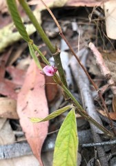 Flemingia parviflora