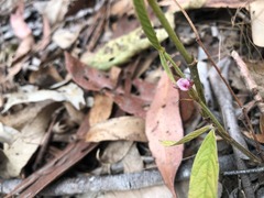 Flemingia parviflora