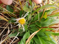 Erigeron glabellus pubescens