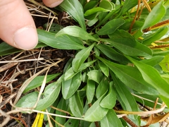 Erigeron glabellus pubescens