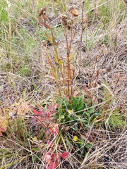 Erigeron glabellus pubescens