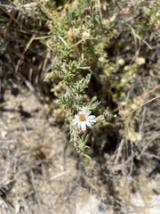 Diplostephium meyenii