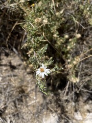 Diplostephium meyenii