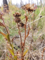 Erigeron glabellus pubescens