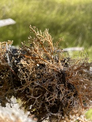 Sphaerophorus venerabilis