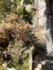 Sphaerophorus venerabilis