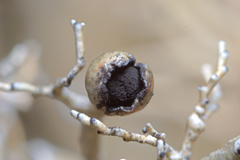 Sphaerophorus venerabilis