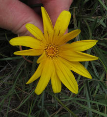 Gazania linearis linearis