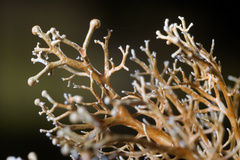 Sphaerophorus venerabilis