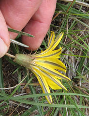 Gazania linearis linearis