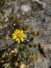 Grindelia tarapacana
