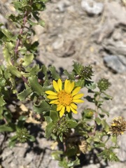 Grindelia tarapacana