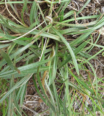 Gazania linearis linearis