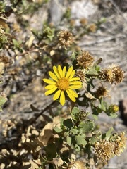 Grindelia tarapacana
