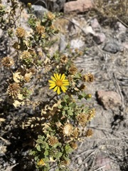 Grindelia tarapacana