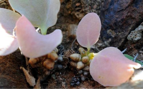 Othonna herrei Pillans