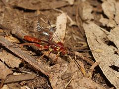 Labeninae