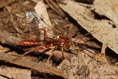 Labeninae