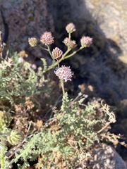 Polyachyrus sphaerocephalus