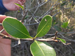 Lithraea brasiliensis