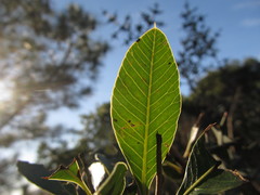 Lithraea brasiliensis