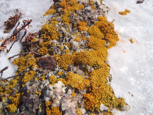 Xanthoria candelaria image