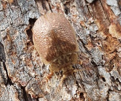 Paropsis delittlei