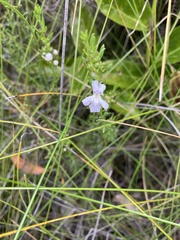 Westringia tenuicaulis