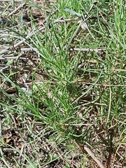 Plantago sempervirens