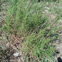Plantago sempervirens